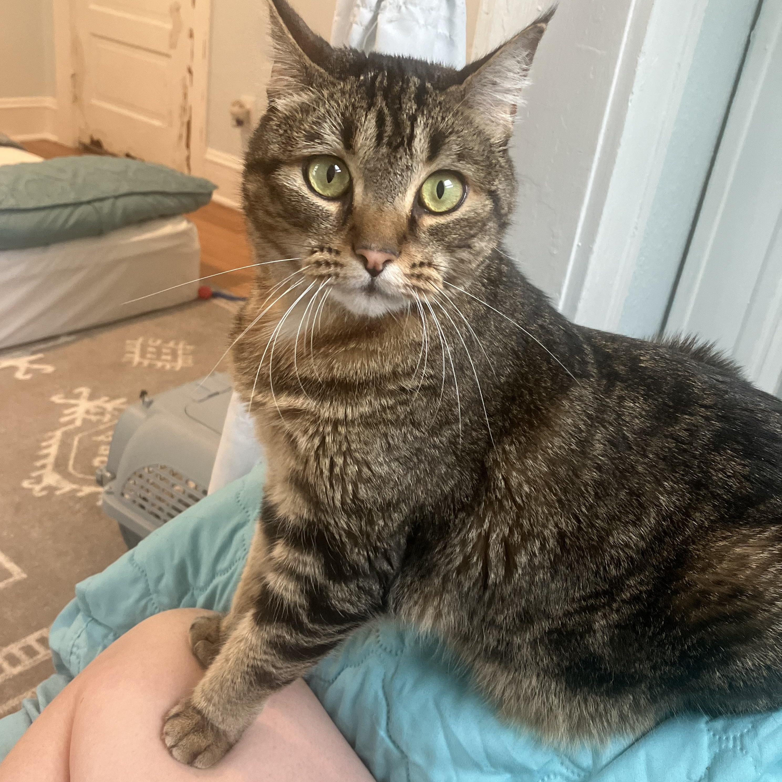 Iris- one smart cookie!, a Adoptable Domestic Short Hair in Portland, OR image 1/6