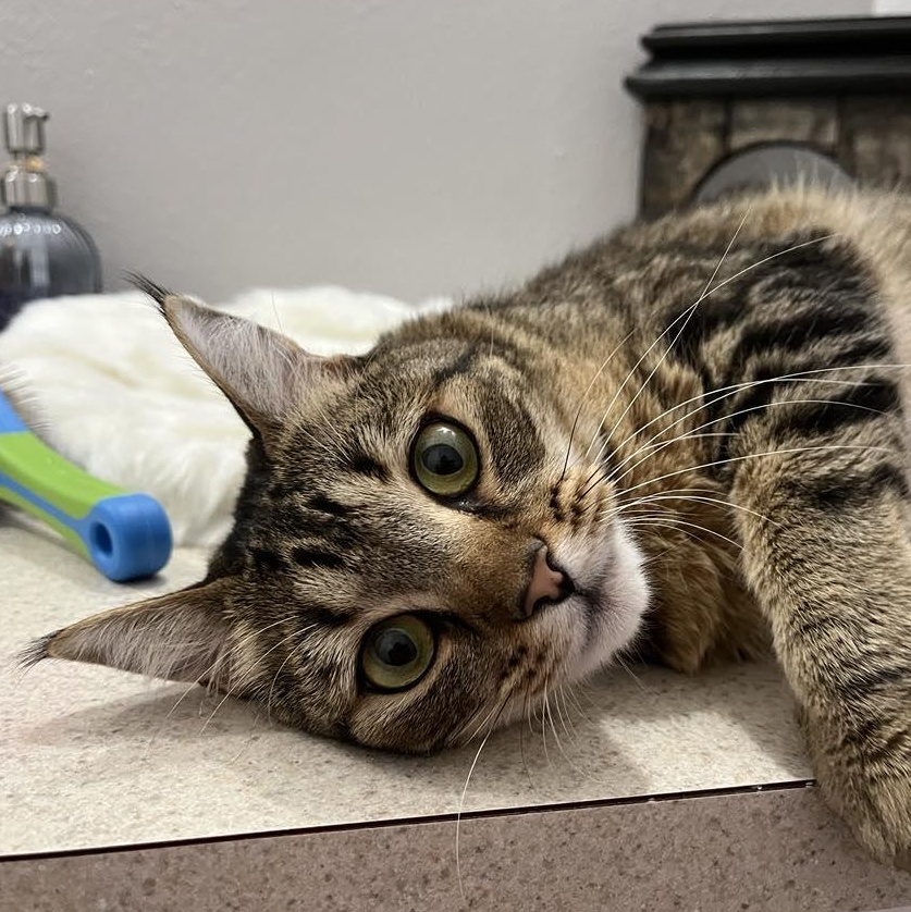 Iris- one smart cookie!, Adoptable, Young Female Domestic Short Hair.