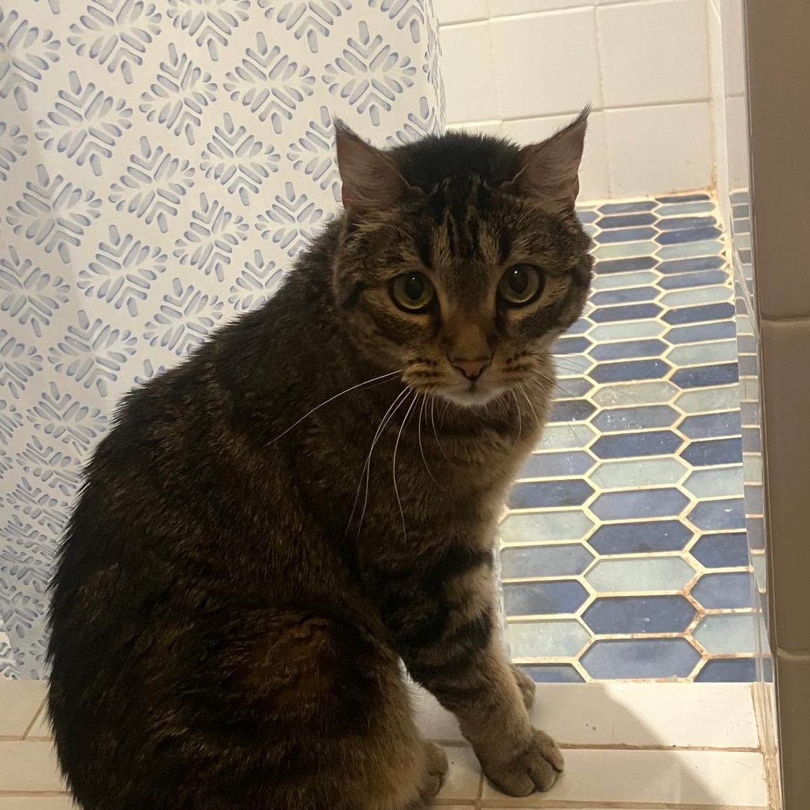 Enlarge Iris- one smart cookie!, a Adoptable Domestic Short Hair in Portland, OR image 6/6