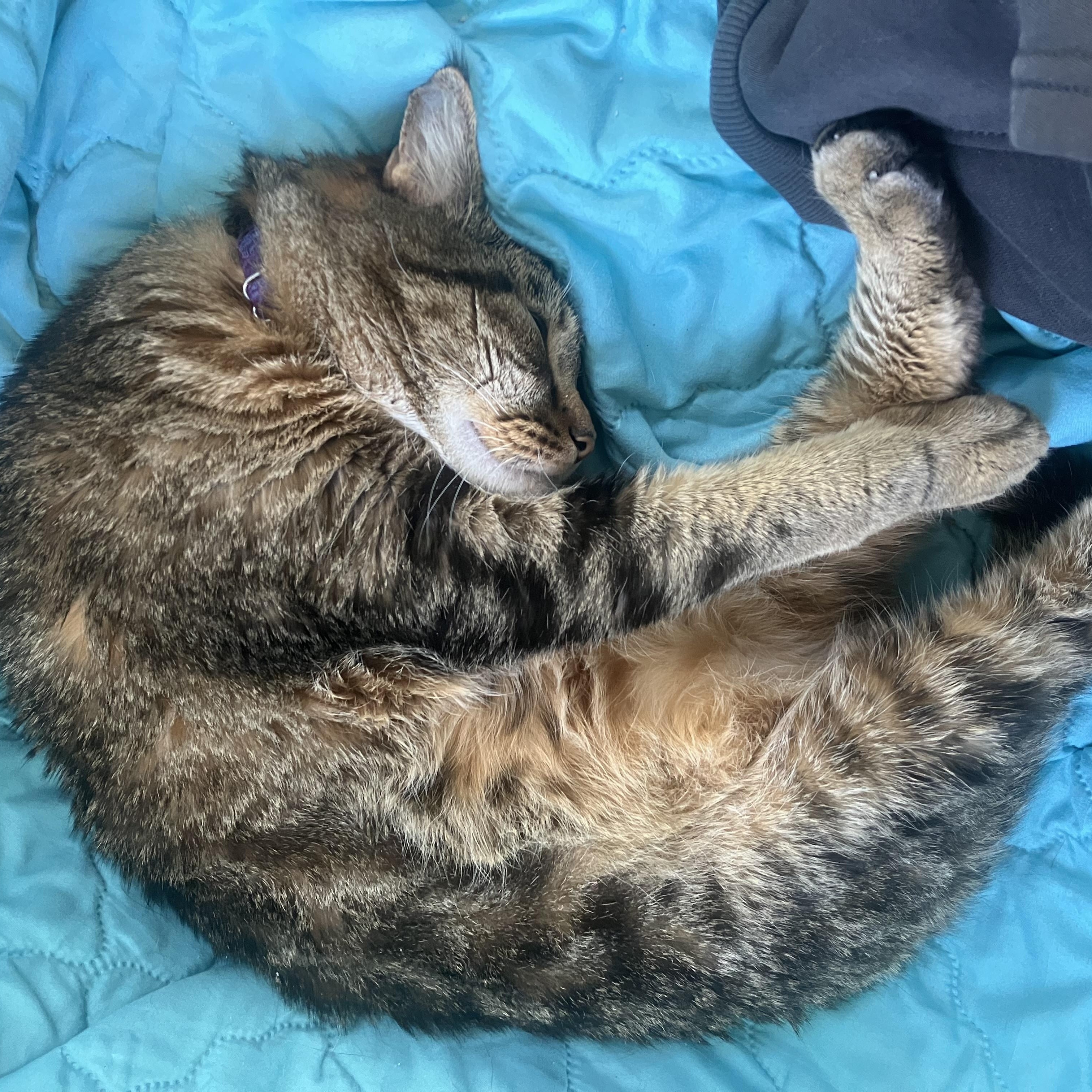 Iris- one smart cookie!, a Adoptable Domestic Short Hair in Portland, OR image 5/6