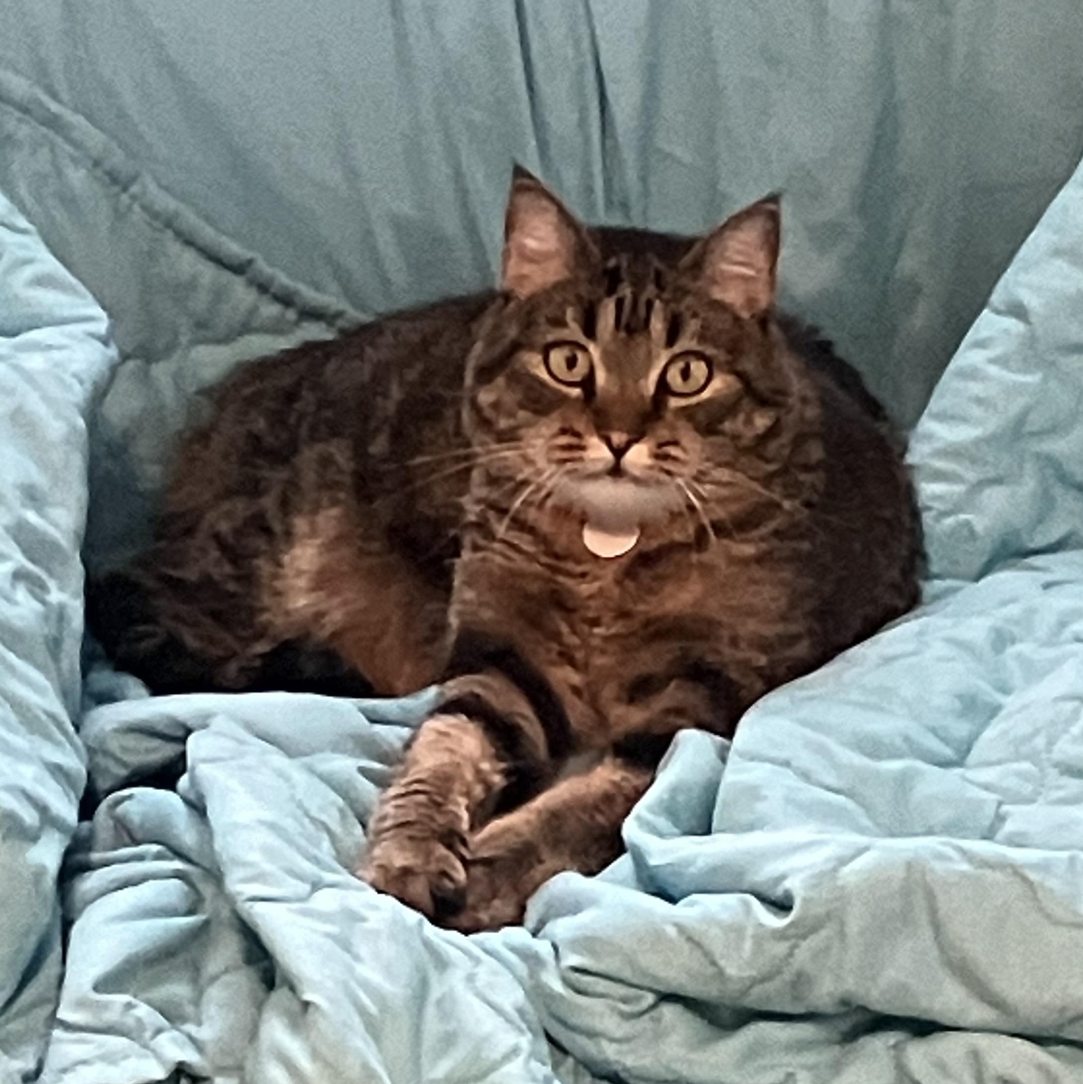 Iris- one smart cookie!, a Adoptable Domestic Short Hair in Portland, OR image 2/6