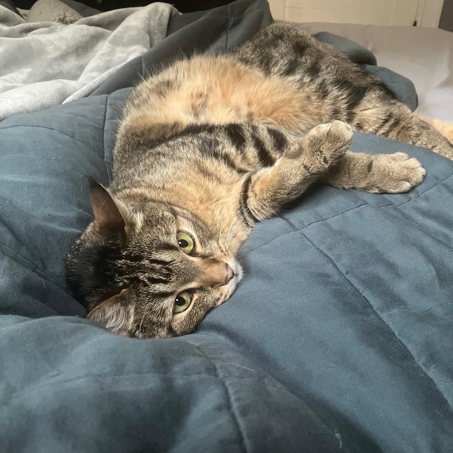 Enlarge Iris- one smart cookie!, a Adoptable Domestic Short Hair in Portland, OR image 5/6