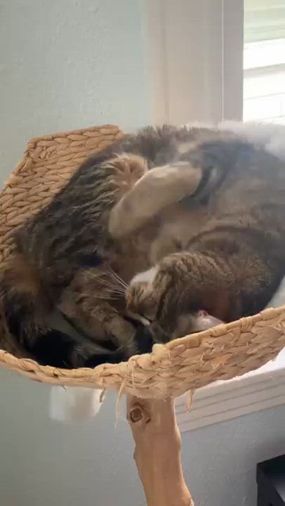 Enlarge Iris- one smart cookie!, a Adoptable Domestic Short Hair in Portland, OR video 2/6