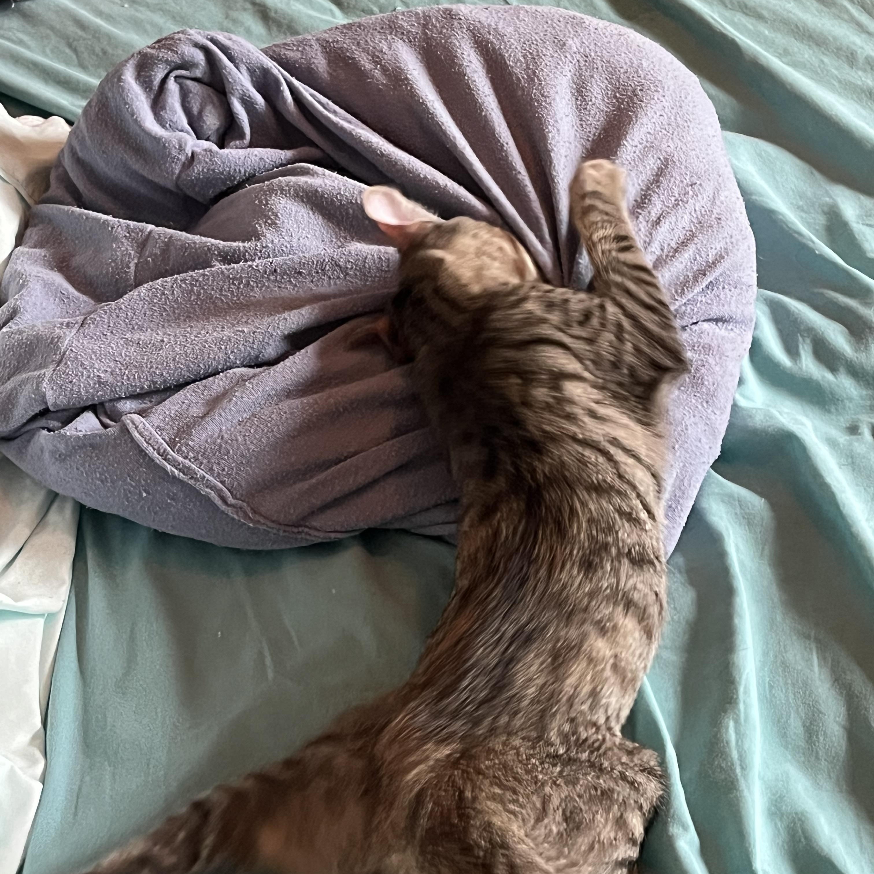 Enlarge Jazz, a Adoptable Domestic Short Hair in Ormond Beach, FL image 1/4