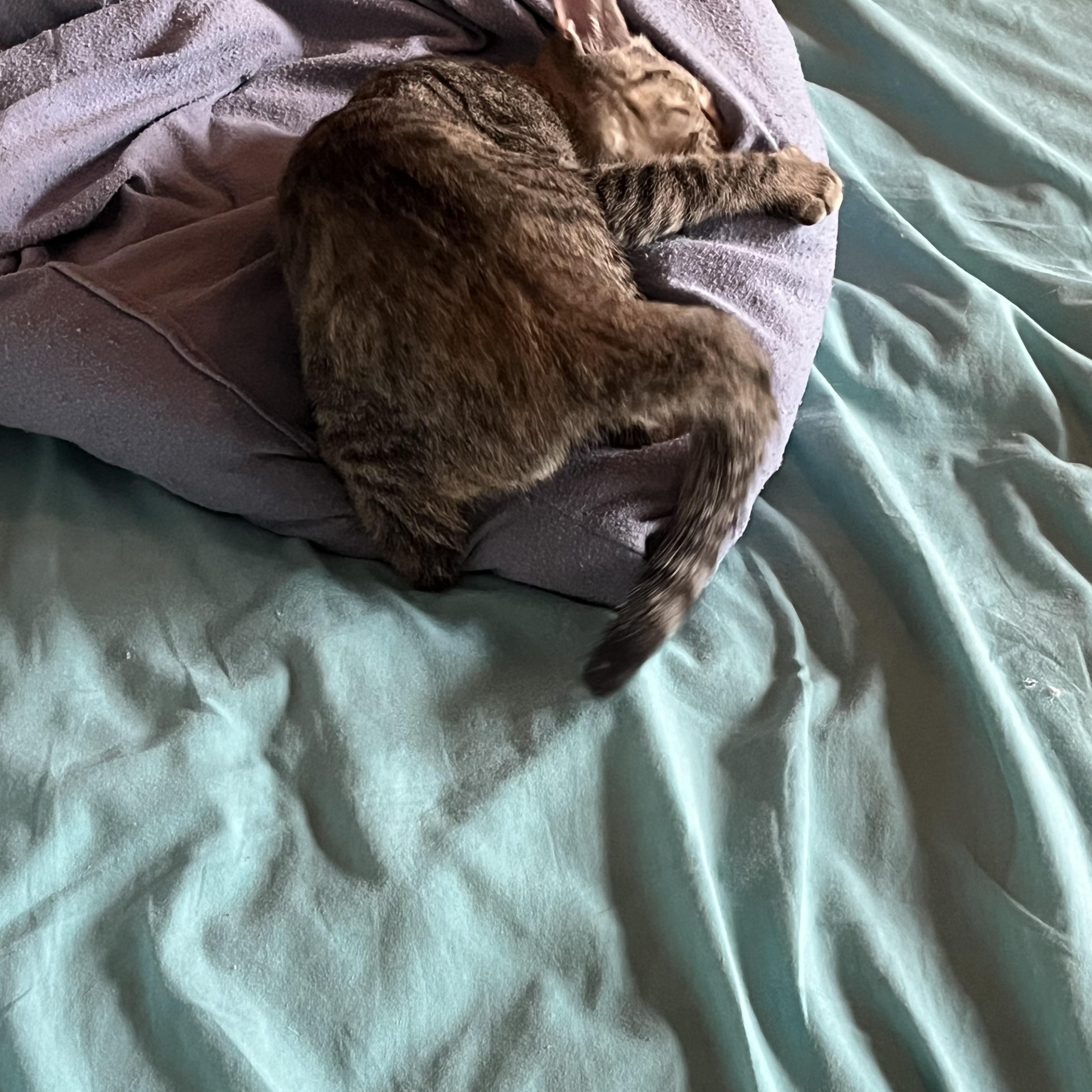 Enlarge Jazz, a Adoptable Domestic Short Hair in Ormond Beach, FL image 2/4