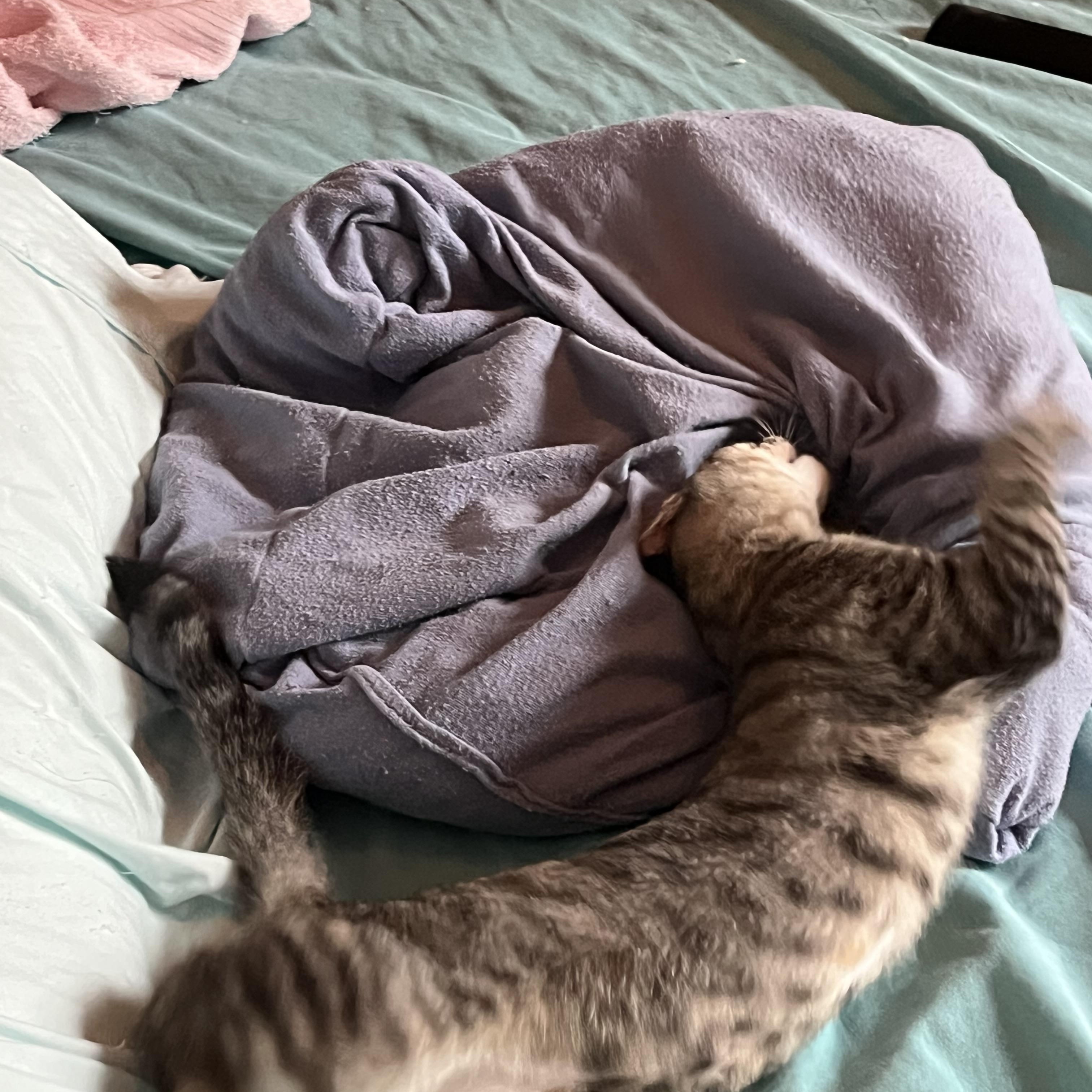 Enlarge Jazz, a Adoptable Domestic Short Hair in Ormond Beach, FL image 3/4