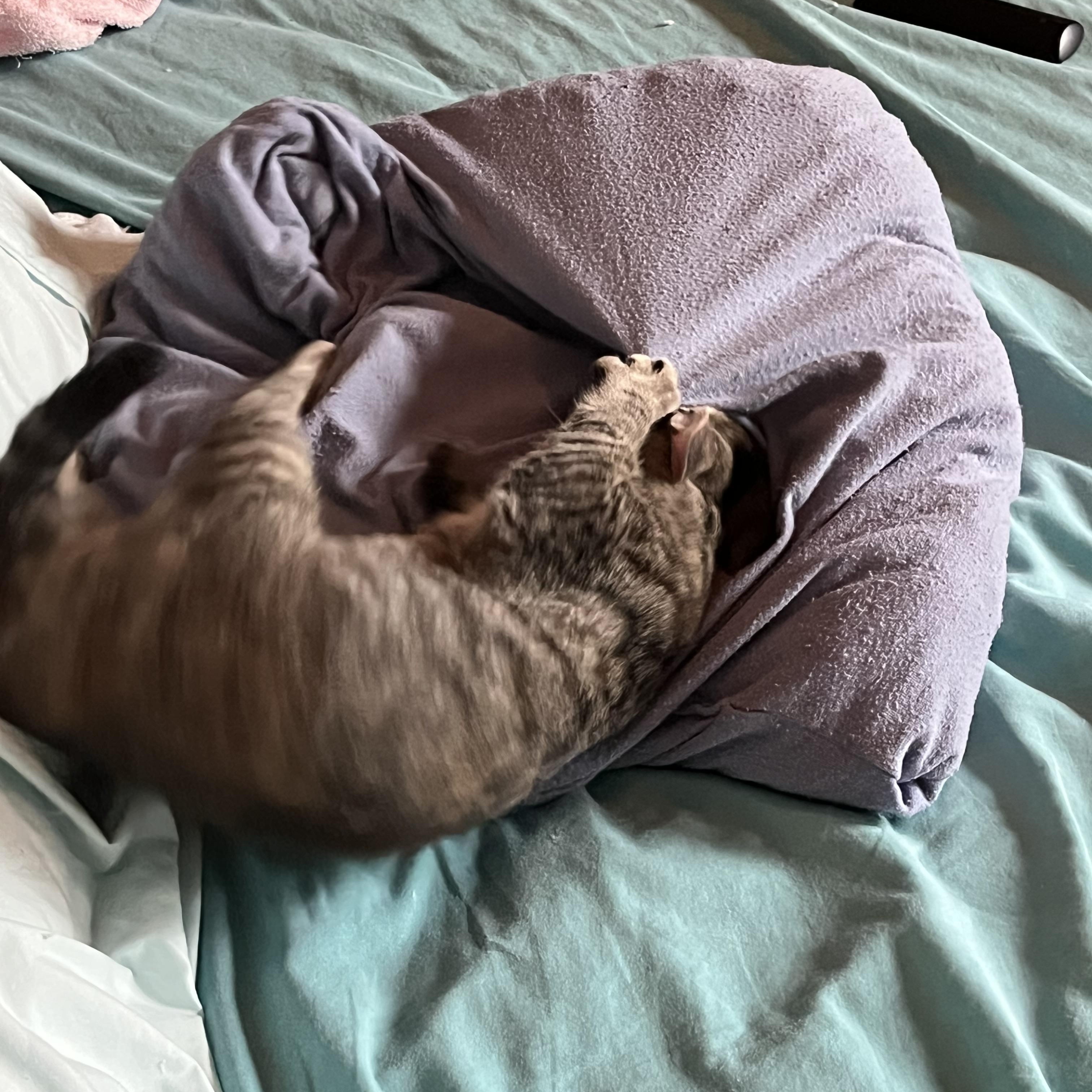 Enlarge Jazz, a Adoptable Domestic Short Hair in Ormond Beach, FL image 4/4