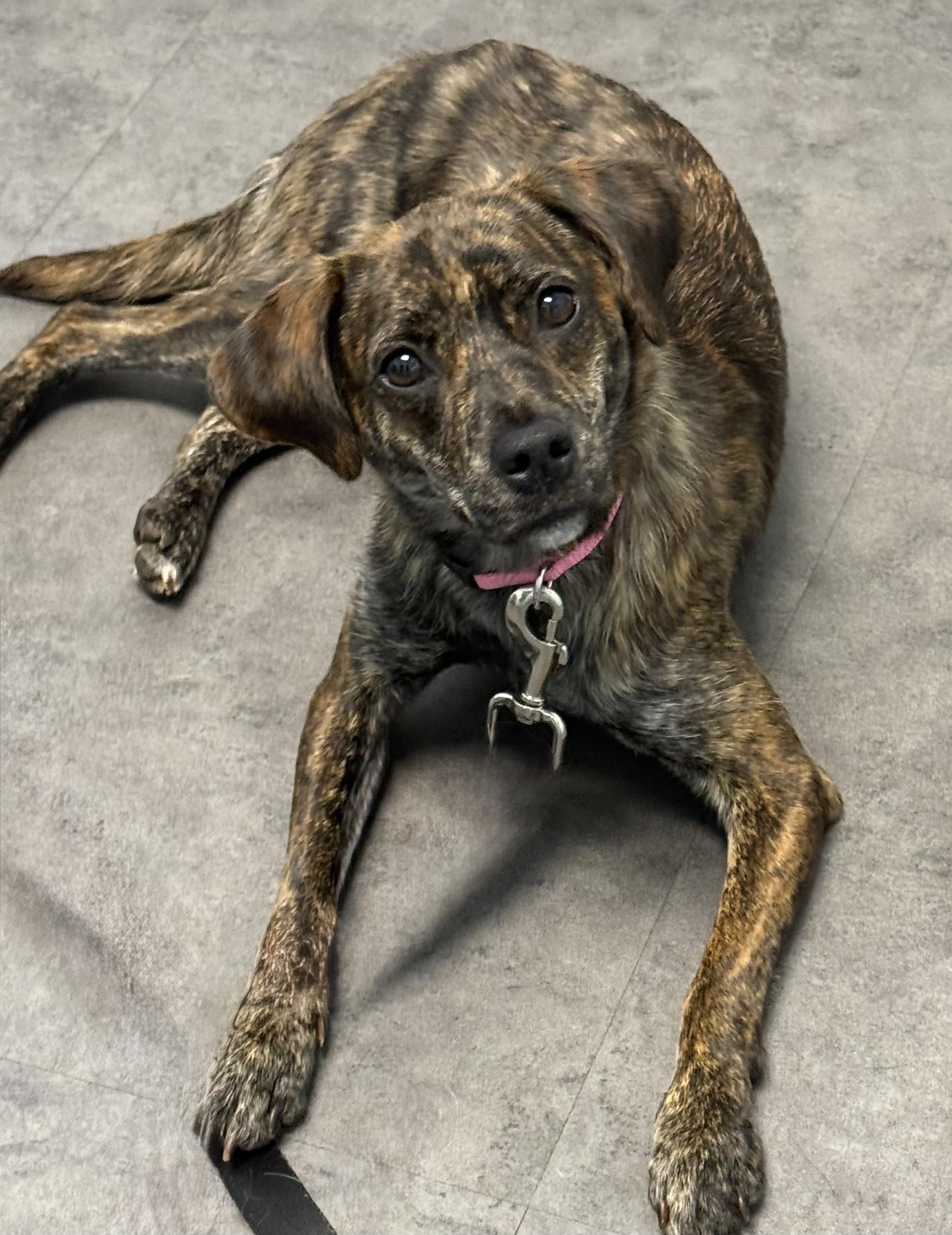 Nina, Adopted, Young Female Plott Hound & Rat Terrier.