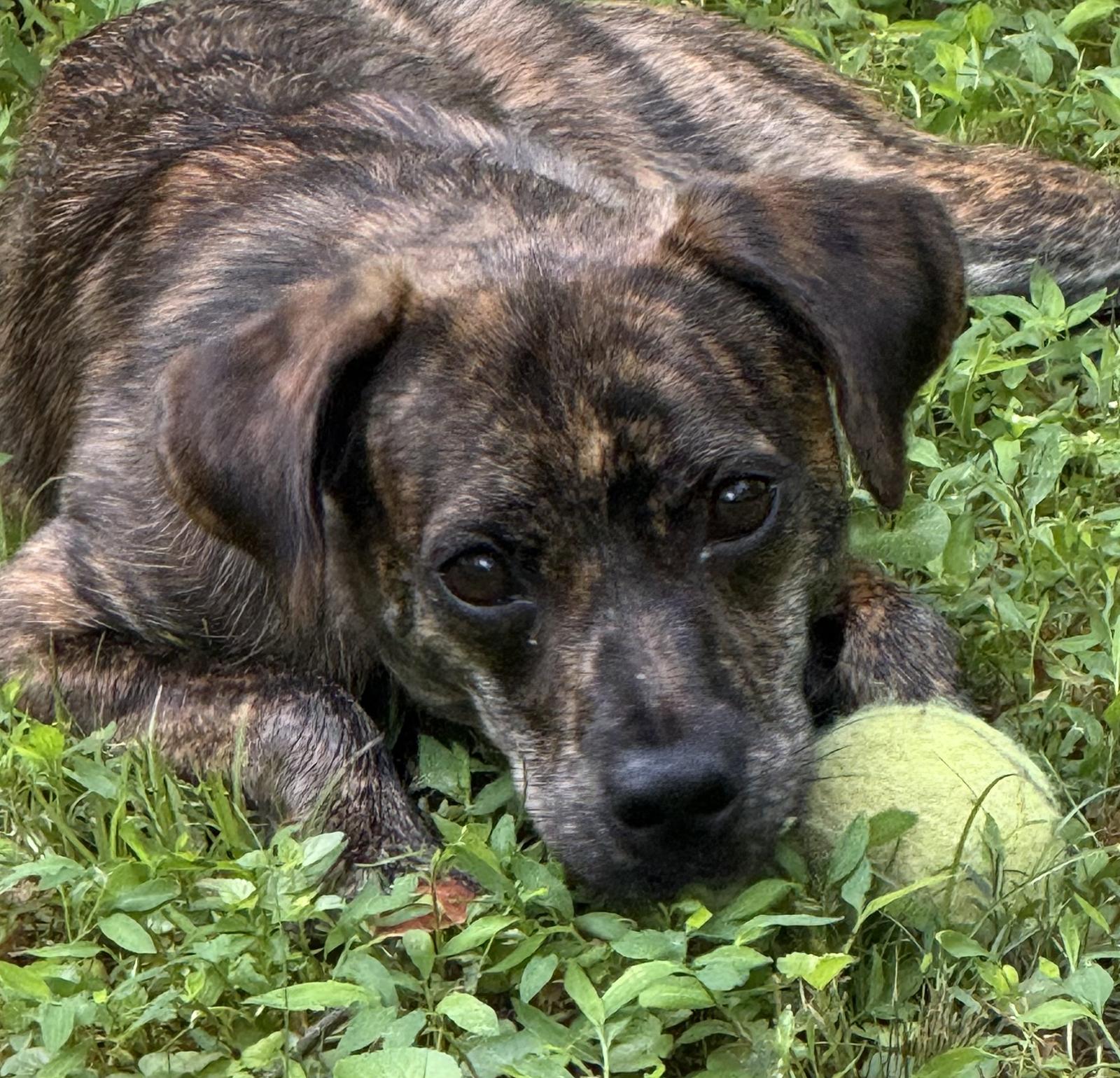 Nina, a Adopted mixed breed in Decatur, GA image 2/3