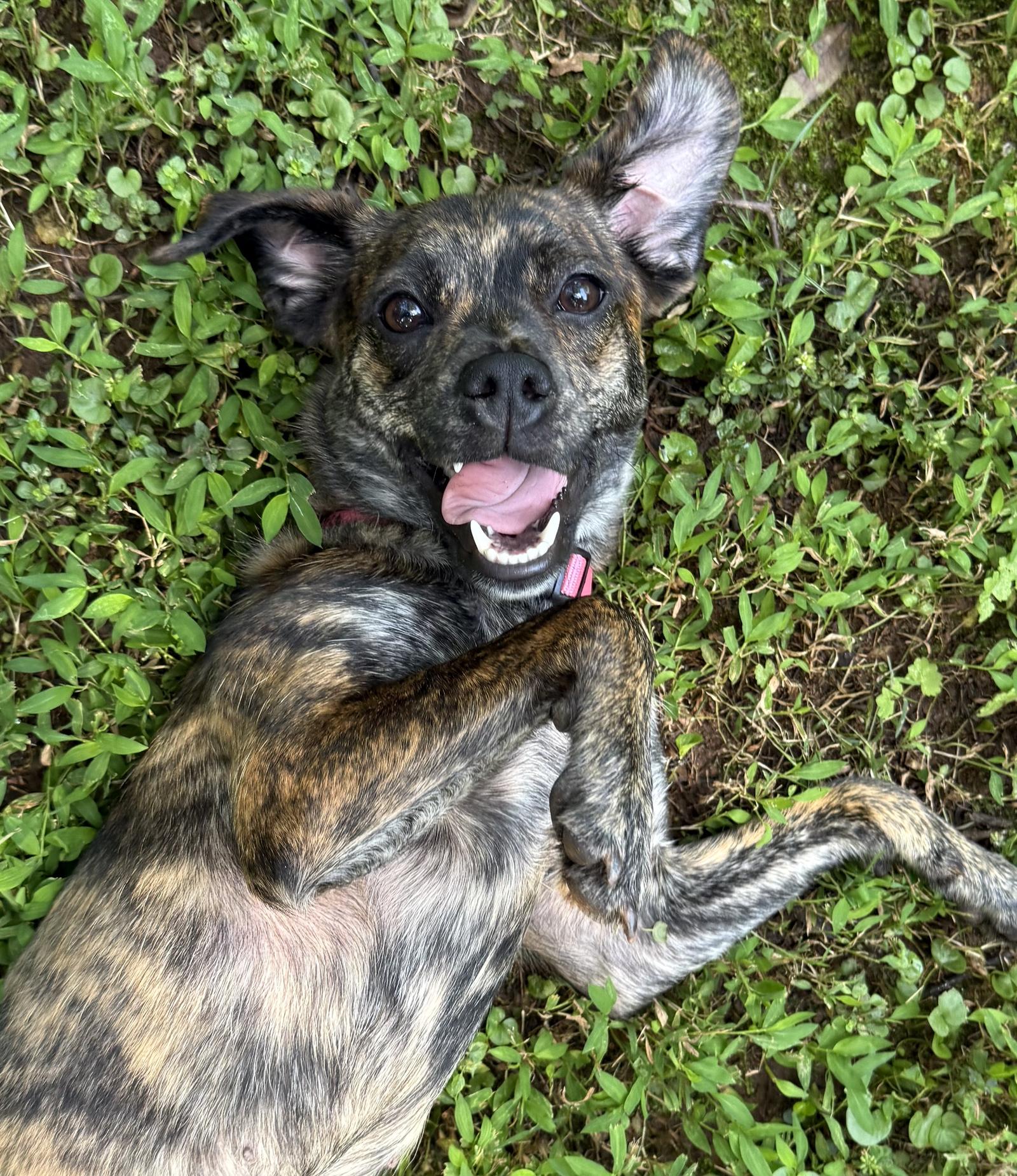 Nina, a Adopted mixed breed in Decatur, GA image 3/3
