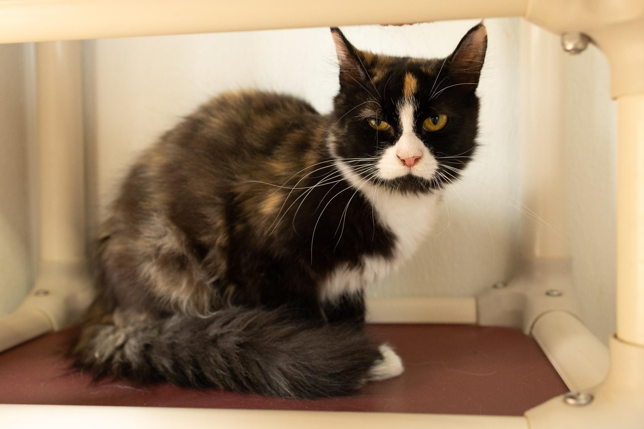 Enlarge Baby Girl, a Adoptable mixed breed in Monroe, WA image 3/5
