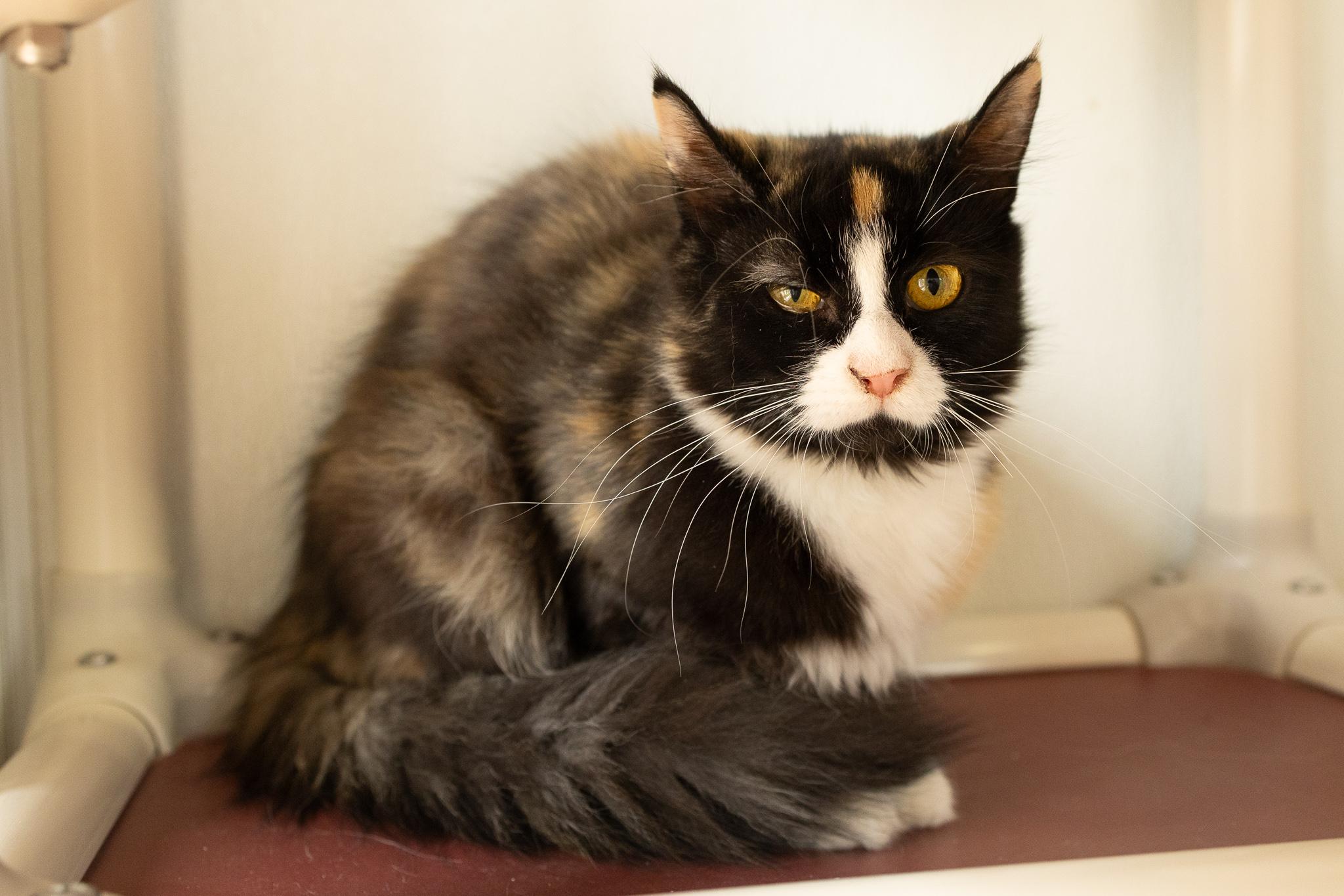 Enlarge Baby Girl, a Adoptable mixed breed in Monroe, WA image 4/5