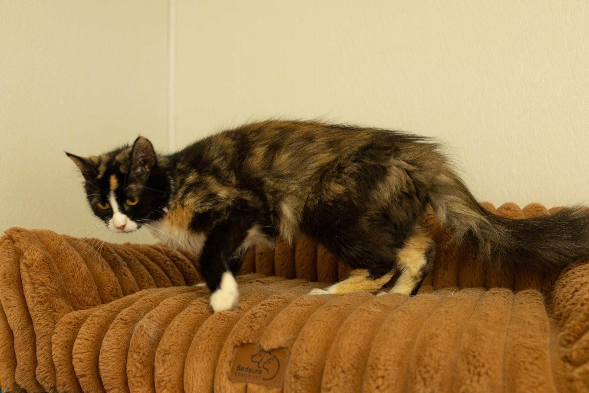 Enlarge Baby Girl, a Adoptable mixed breed in Monroe, WA image 2/5