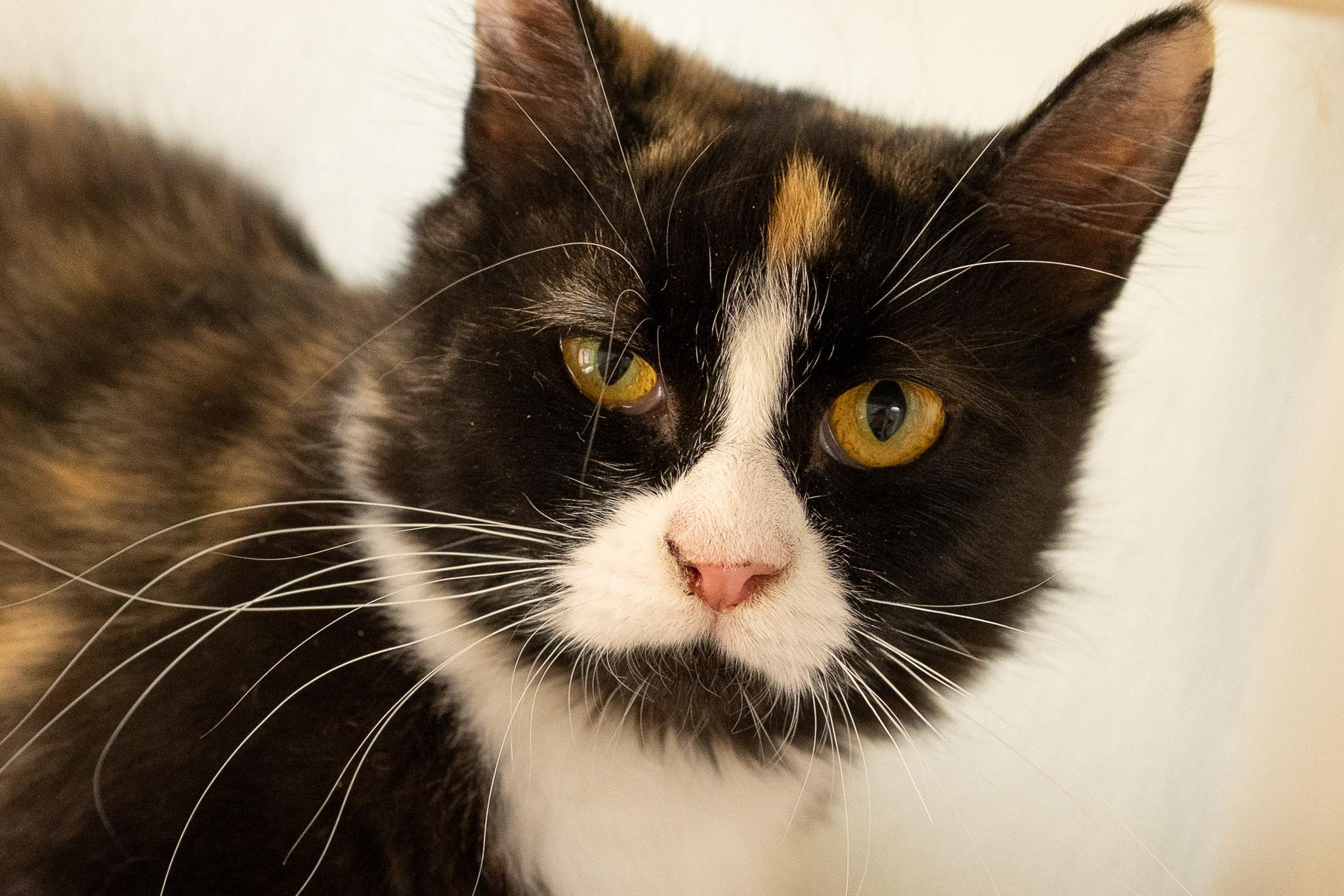Baby Girl, Adoptable, Adult Female Calico & Domestic Medium Hair.