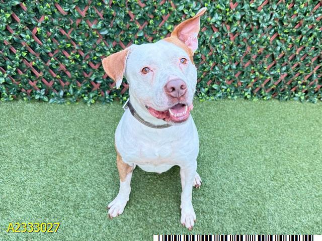 KOBE, Adoptable, Adult Male Mixed Breed.