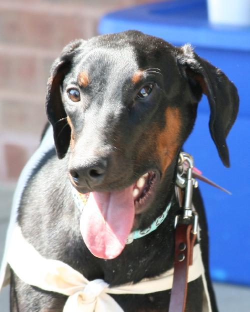 Enlarge Annie, a Adopted Doberman Pinscher in Saint Charles, MO image 1/3