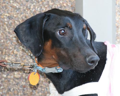 Enlarge Annie, a Adopted Doberman Pinscher in Saint Charles, MO image 2/3