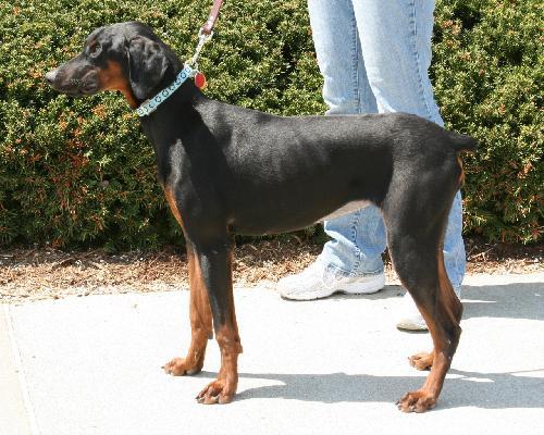 Enlarge Annie, a Adopted Doberman Pinscher in Saint Charles, MO image 3/3