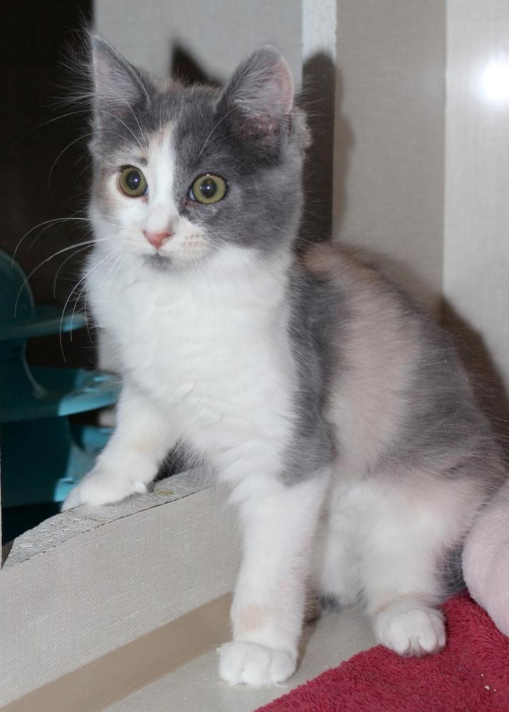 Enlarge Cindy, a Adoptable Calico in Broomfield, CO image 1/1