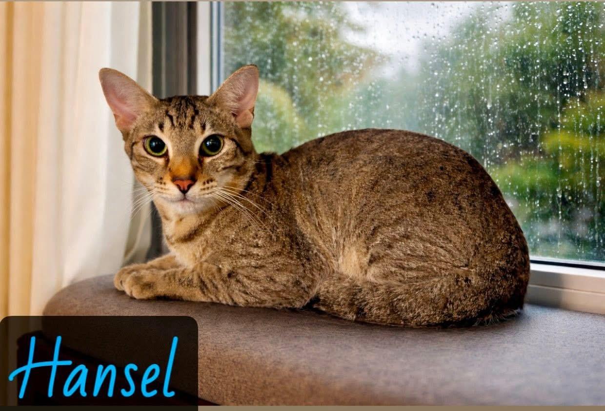 Hansel, ADOPTABLE, Young Male Domestic Short Hair.