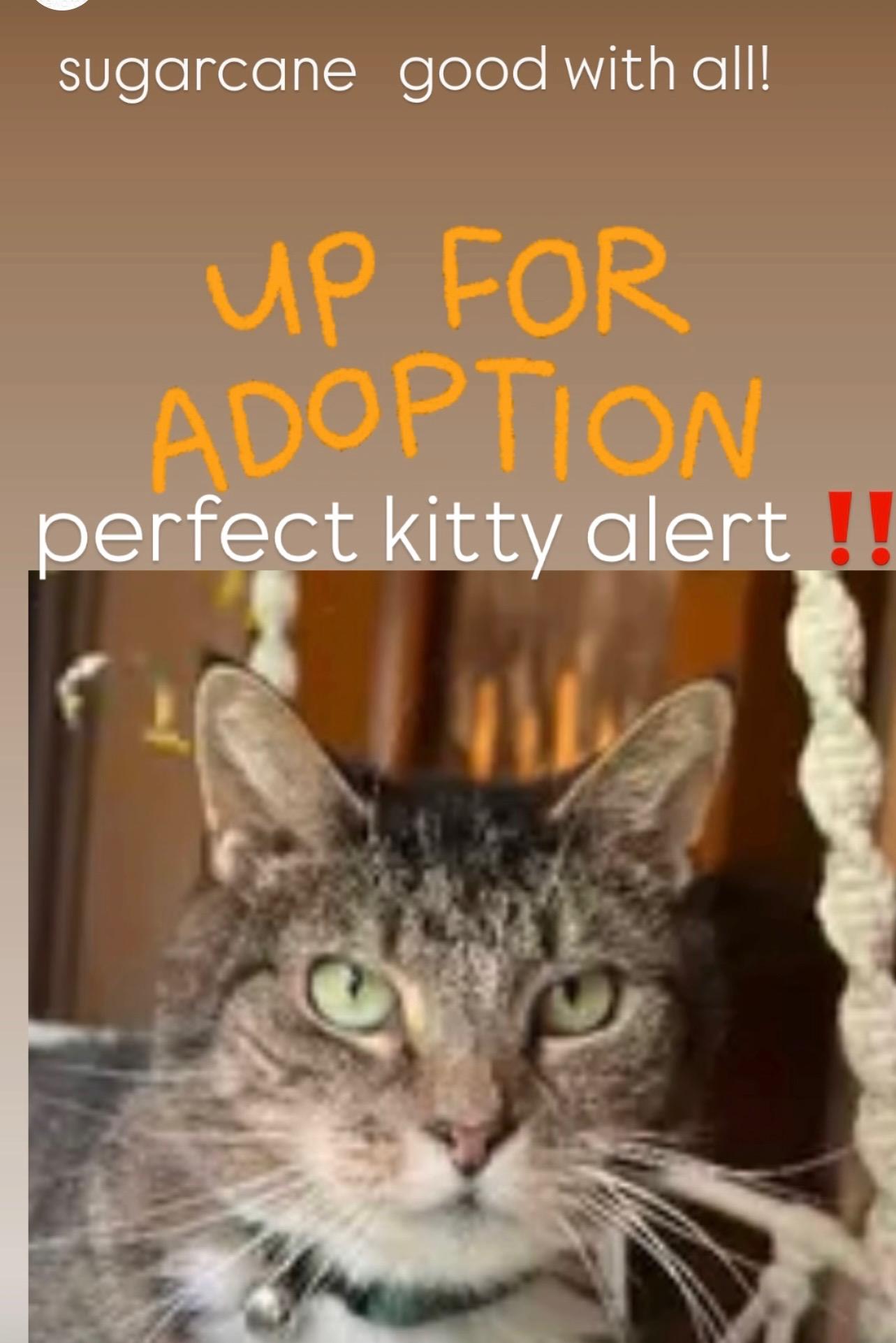 Enlarge Sugarcane, a Adopted Domestic Short Hair in Salem, MA image 1/1