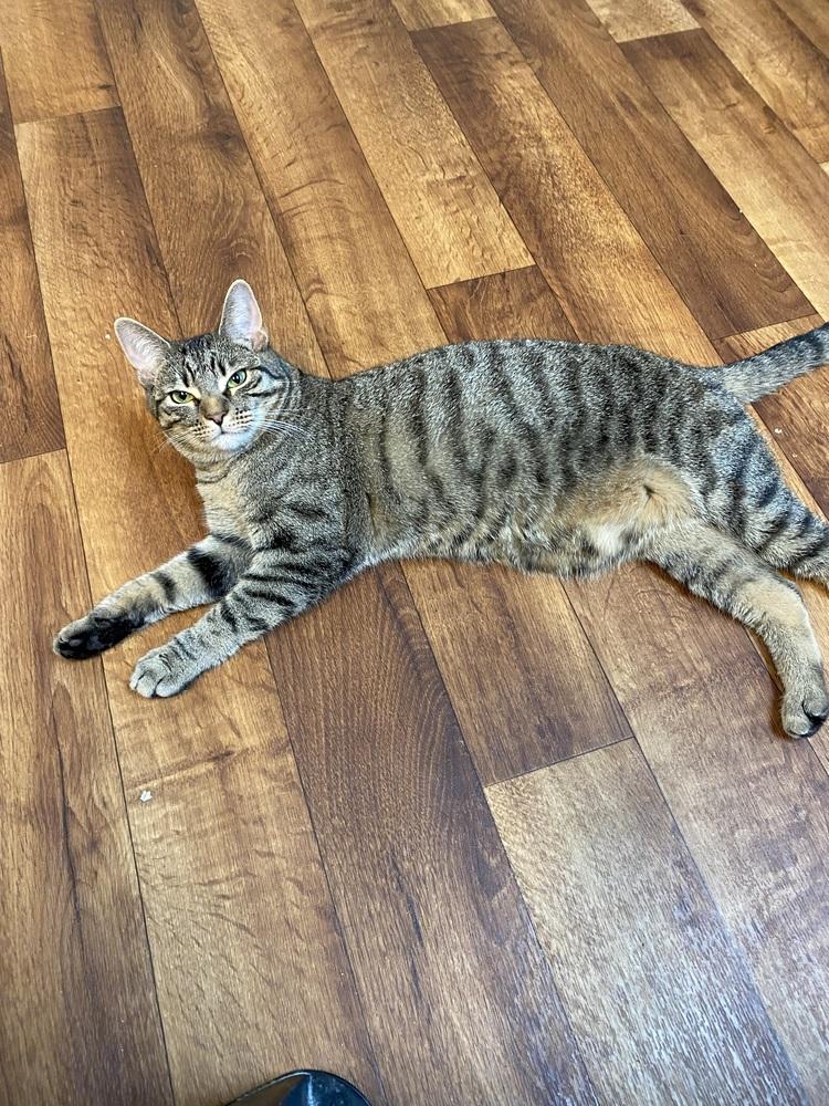 Eden, Adoptable, Kitten Female Domestic Short Hair.