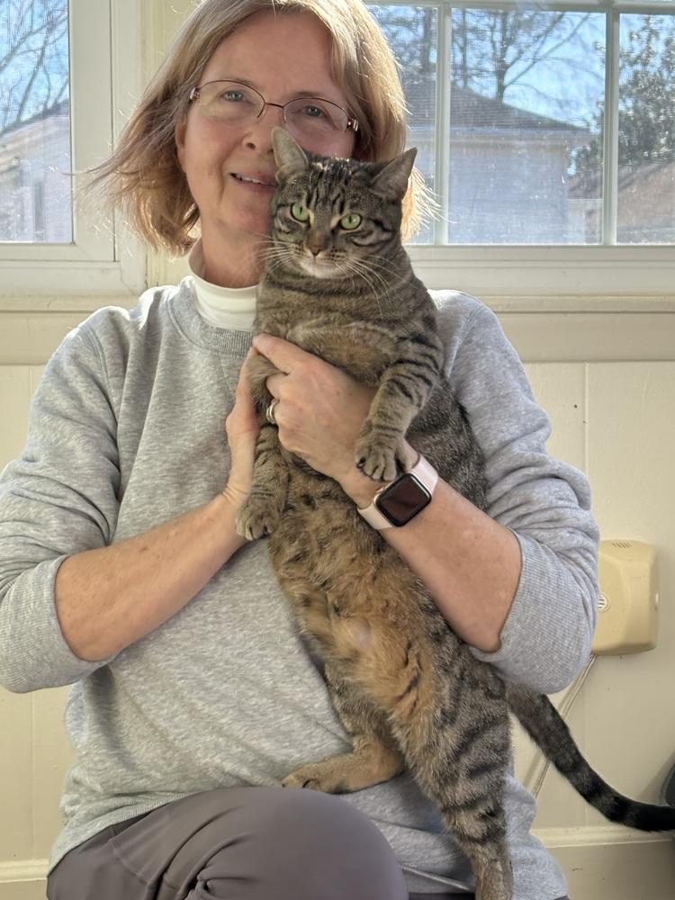 Enlarge Eden, a Adoptable Domestic Short Hair in Youngsville, NC image 2/6