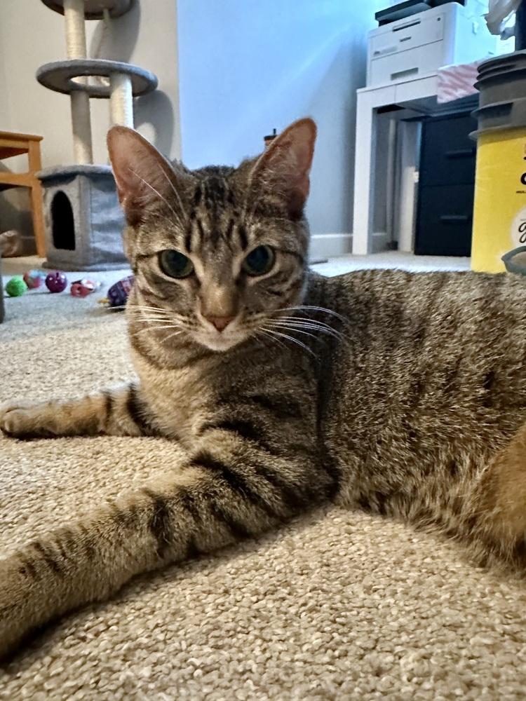 Enlarge Eden, a Adoptable Domestic Short Hair in Youngsville, NC image 1/5