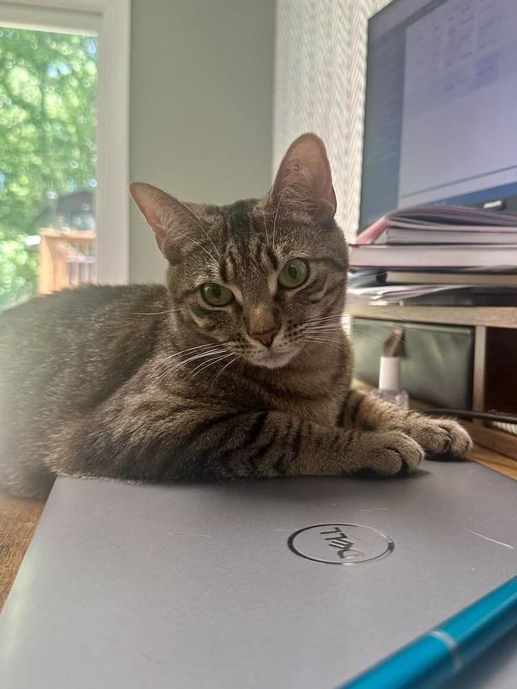 Eden, a Adoptable Domestic Short Hair in Youngsville, NC image 2/5