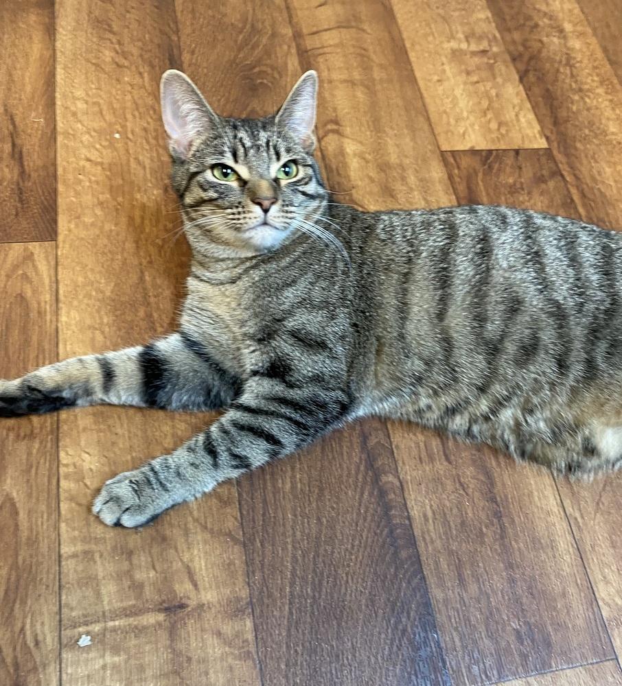 Enlarge Eden, a Adoptable Domestic Short Hair in Youngsville, NC image 3/6