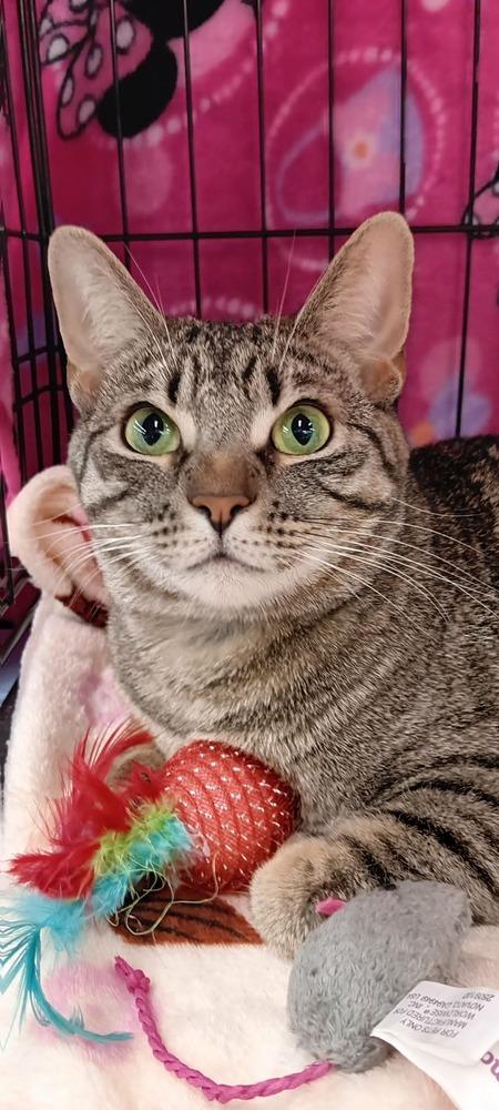 Enlarge Eden, a Adoptable Domestic Short Hair in Youngsville, NC image 2/5