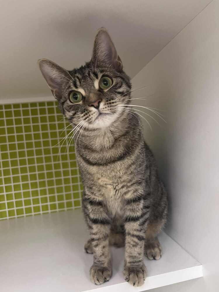 Enlarge Eden, a Adoptable Domestic Short Hair in Youngsville, NC image 3/5