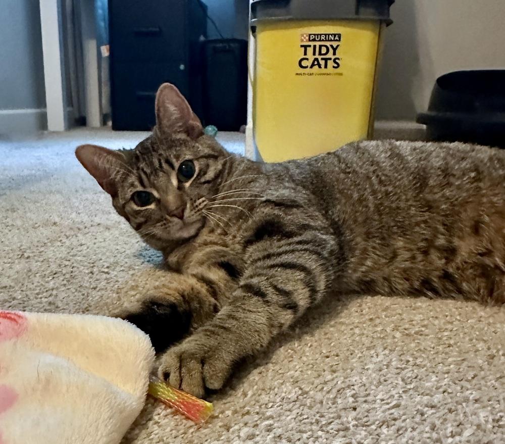 Enlarge Eden, a Adoptable Domestic Short Hair in Youngsville, NC image 4/5