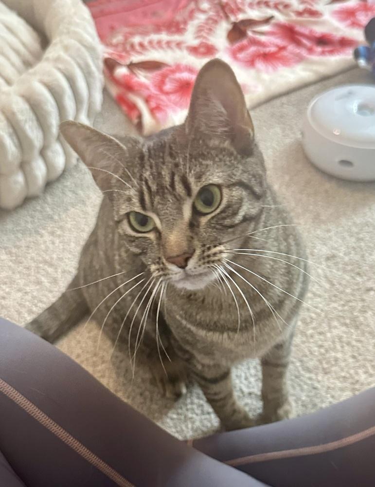 Enlarge Eden, a Adoptable Domestic Short Hair in Youngsville, NC image 5/5