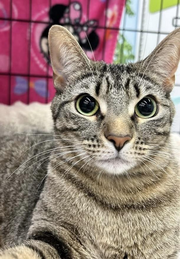 Enlarge Eden, a Adoptable Domestic Short Hair in Youngsville, NC image 5/5
