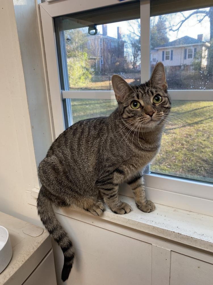 Enlarge Eden, a Adoptable Domestic Short Hair in Youngsville, NC image 5/6