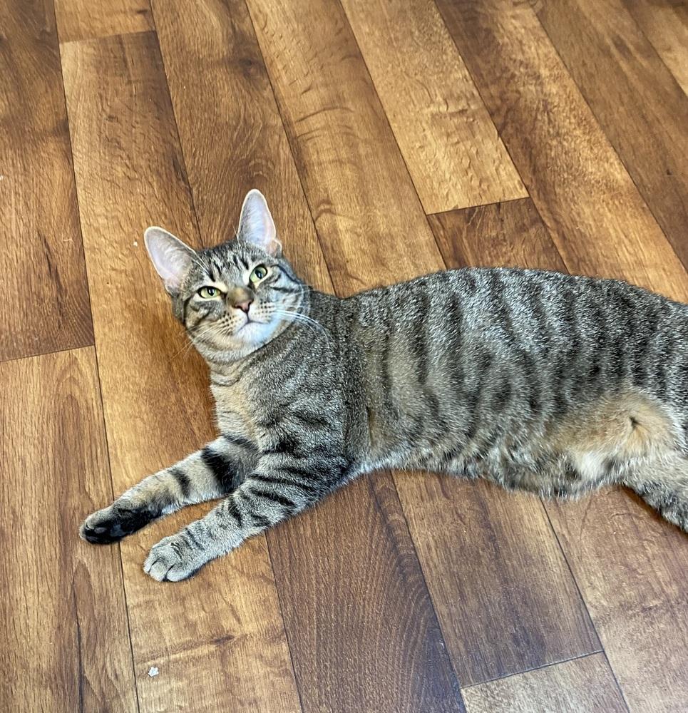 Enlarge Eden, a Adoptable Domestic Short Hair in Youngsville, NC image 6/6