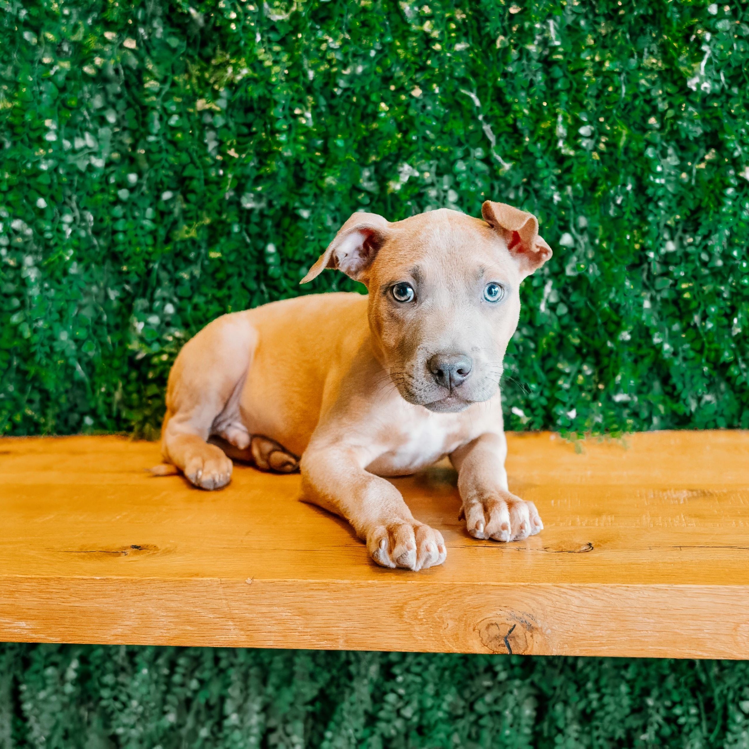 Hiccup, Adoptable, Puppy Male Hound.