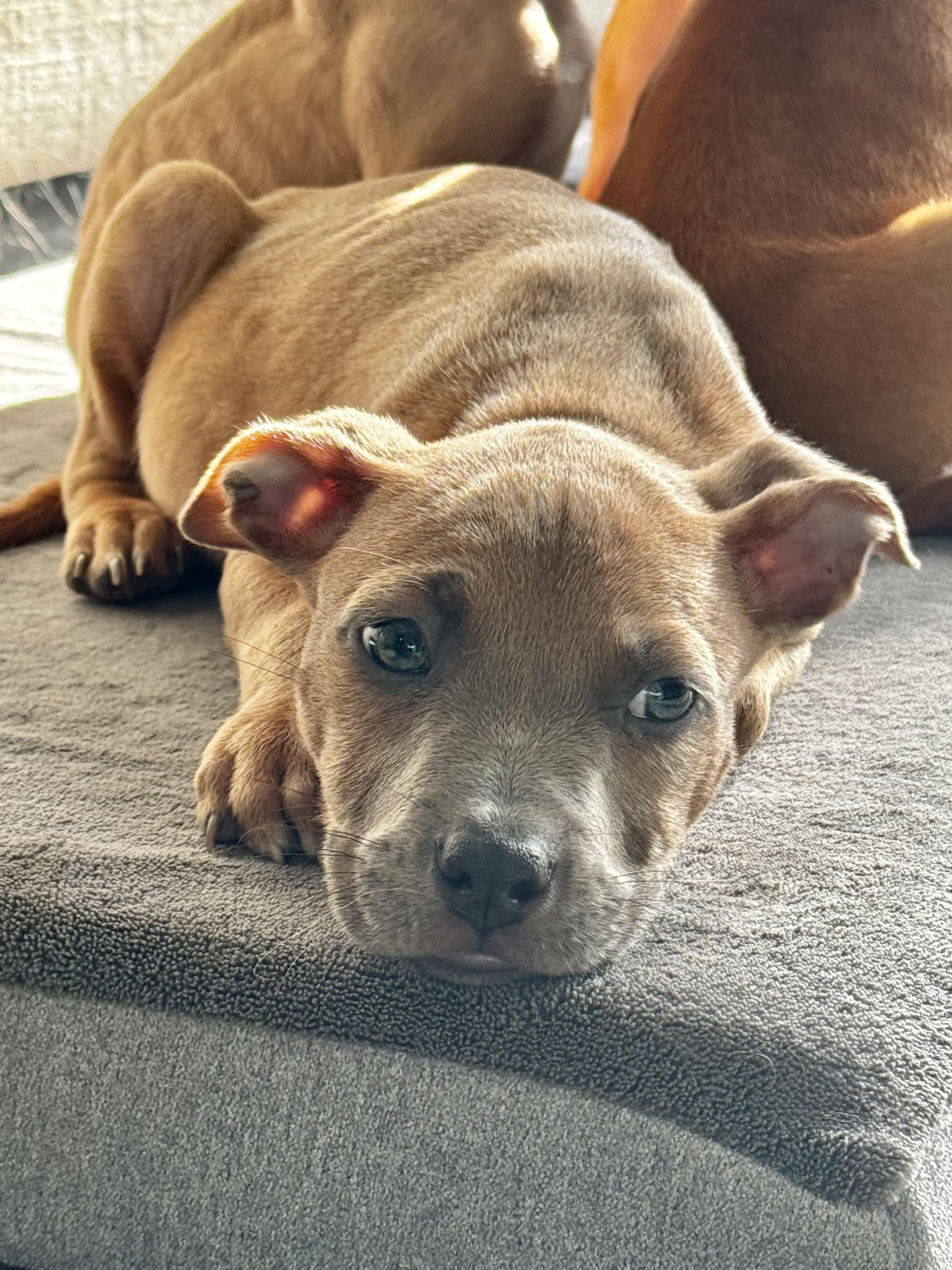 Hiccup, a Adoptable mixed breed in Gastonia, NC image 2/3