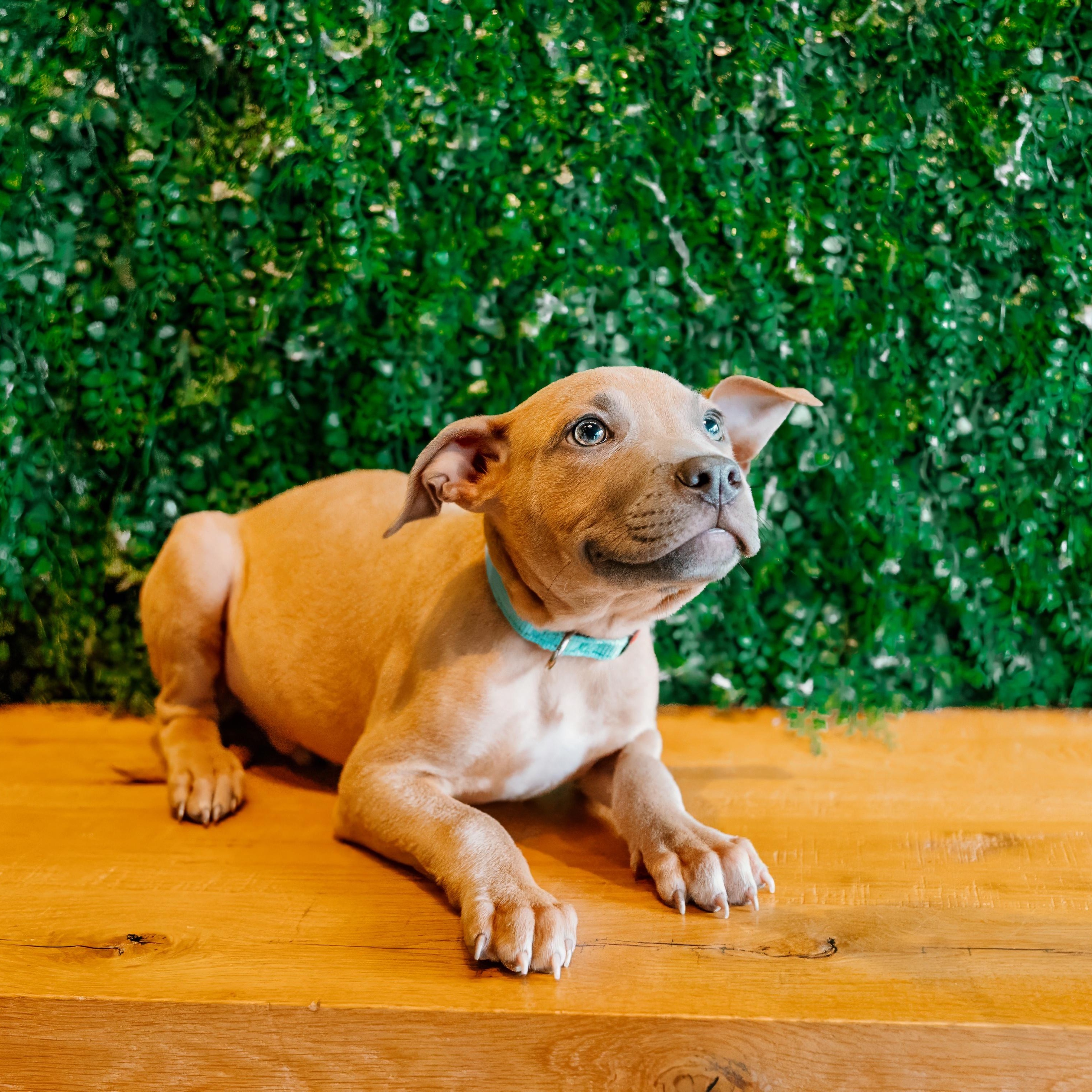 Hiccup, a Adoptable mixed breed in Gastonia, NC image 3/3