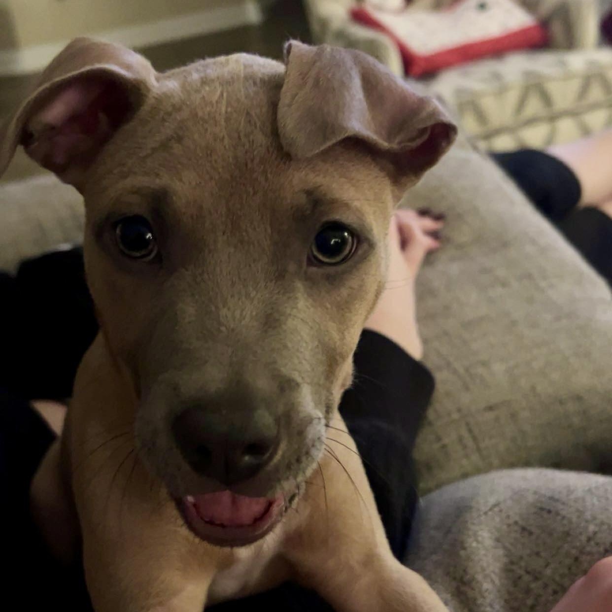 Enlarge Hiccup, a Adoptable mixed breed in Gastonia, NC image 5/6