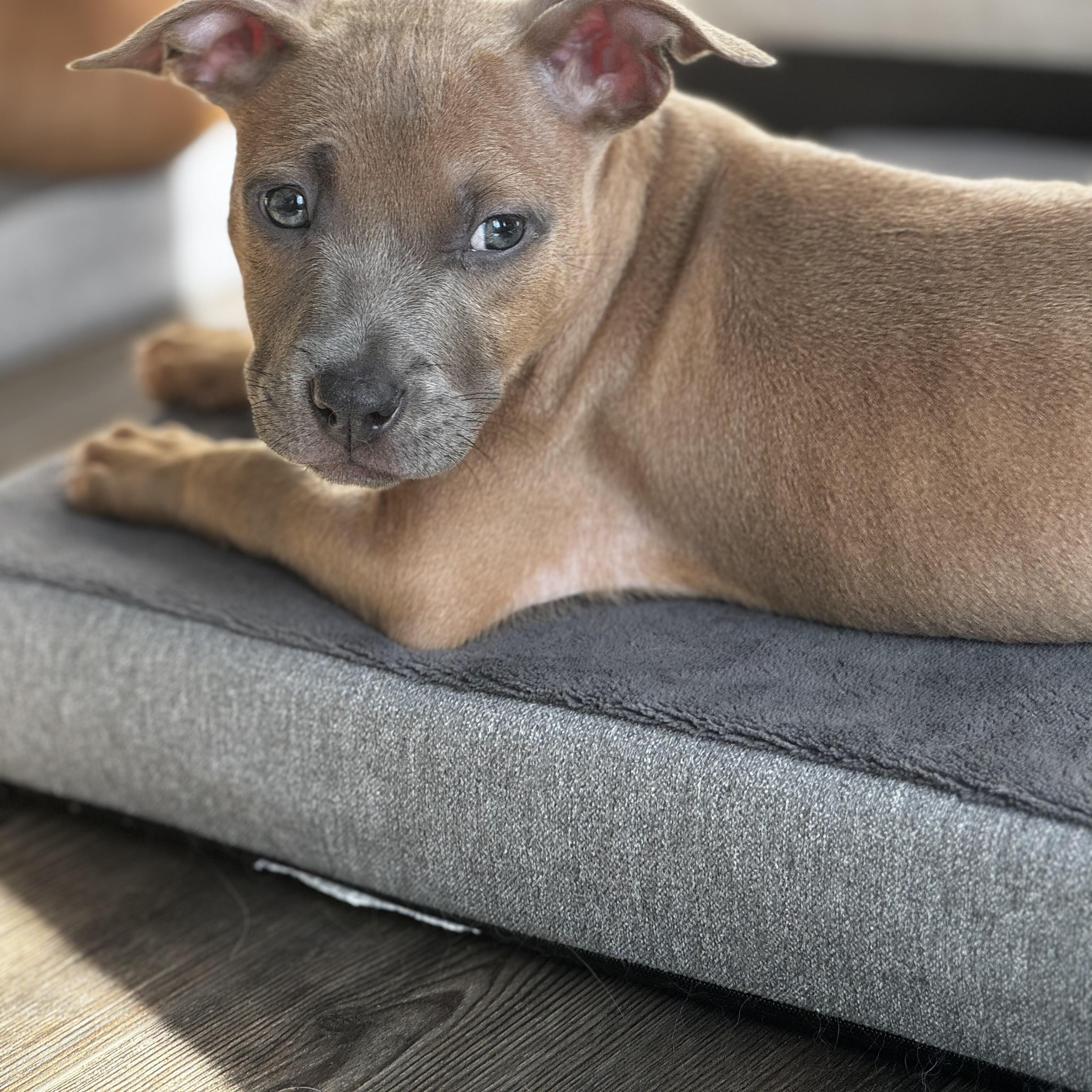 Hiccup, Adoptable, Puppy Male Hound.