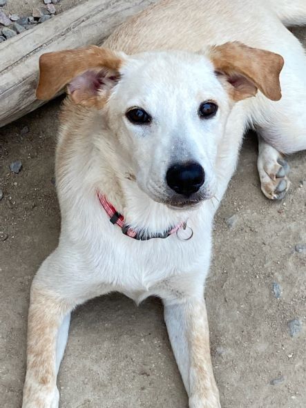 Rascal, a Adoptable mixed breed in Denver, CO image 1/12