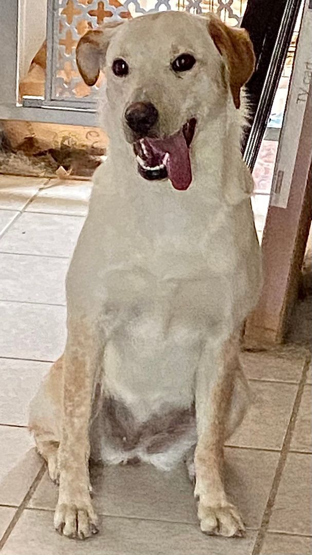 Rascal, a Adoptable mixed breed in Denver, CO image 2/12