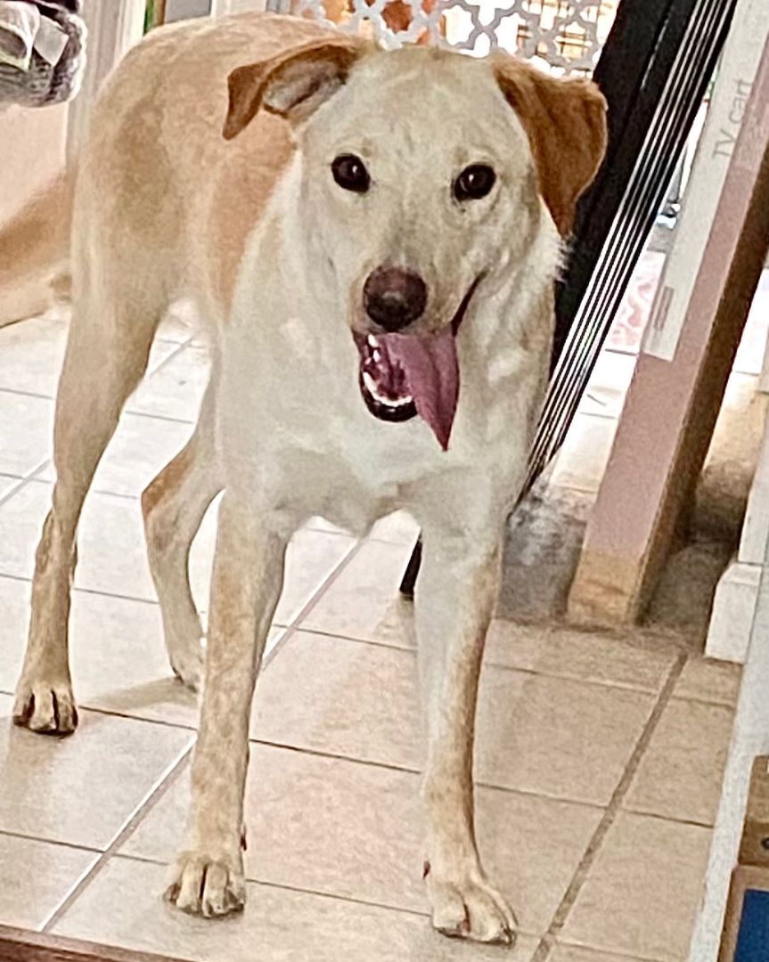 Rascal, a Adoptable mixed breed in Denver, CO image 3/12