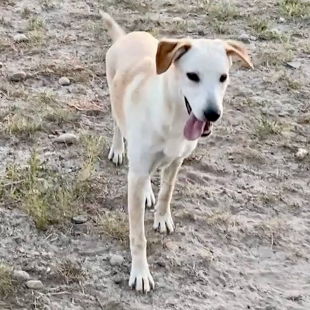 Rascal, a Adoptable mixed breed in Denver, CO image 6/12