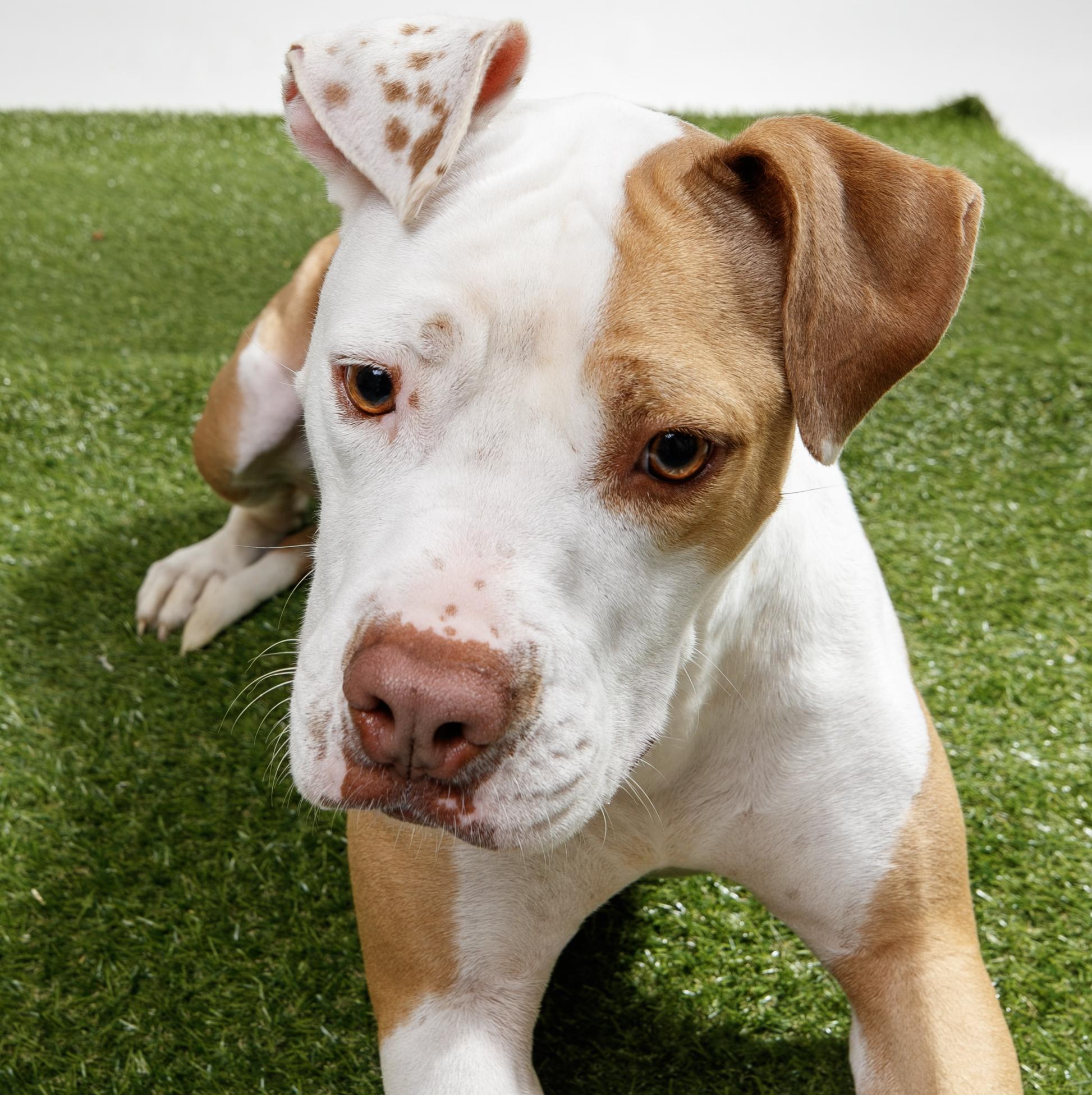 Enlarge Sundae, a Adoptable Pit Bull Terrier in Harvey , LA image 1/4