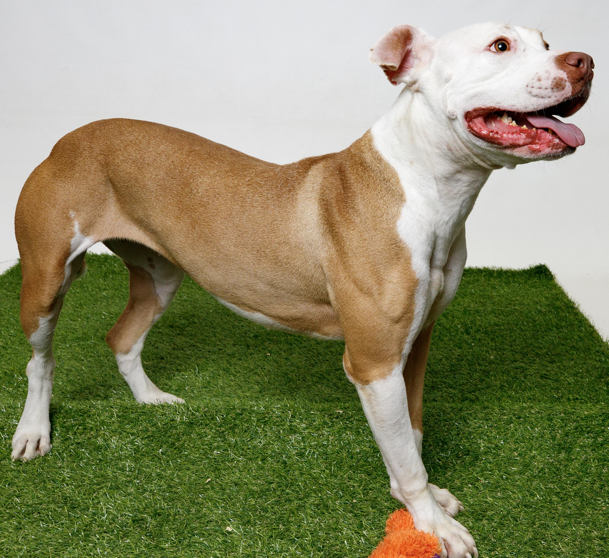 Enlarge Sundae, a Adoptable Pit Bull Terrier in Harvey , LA image 2/4