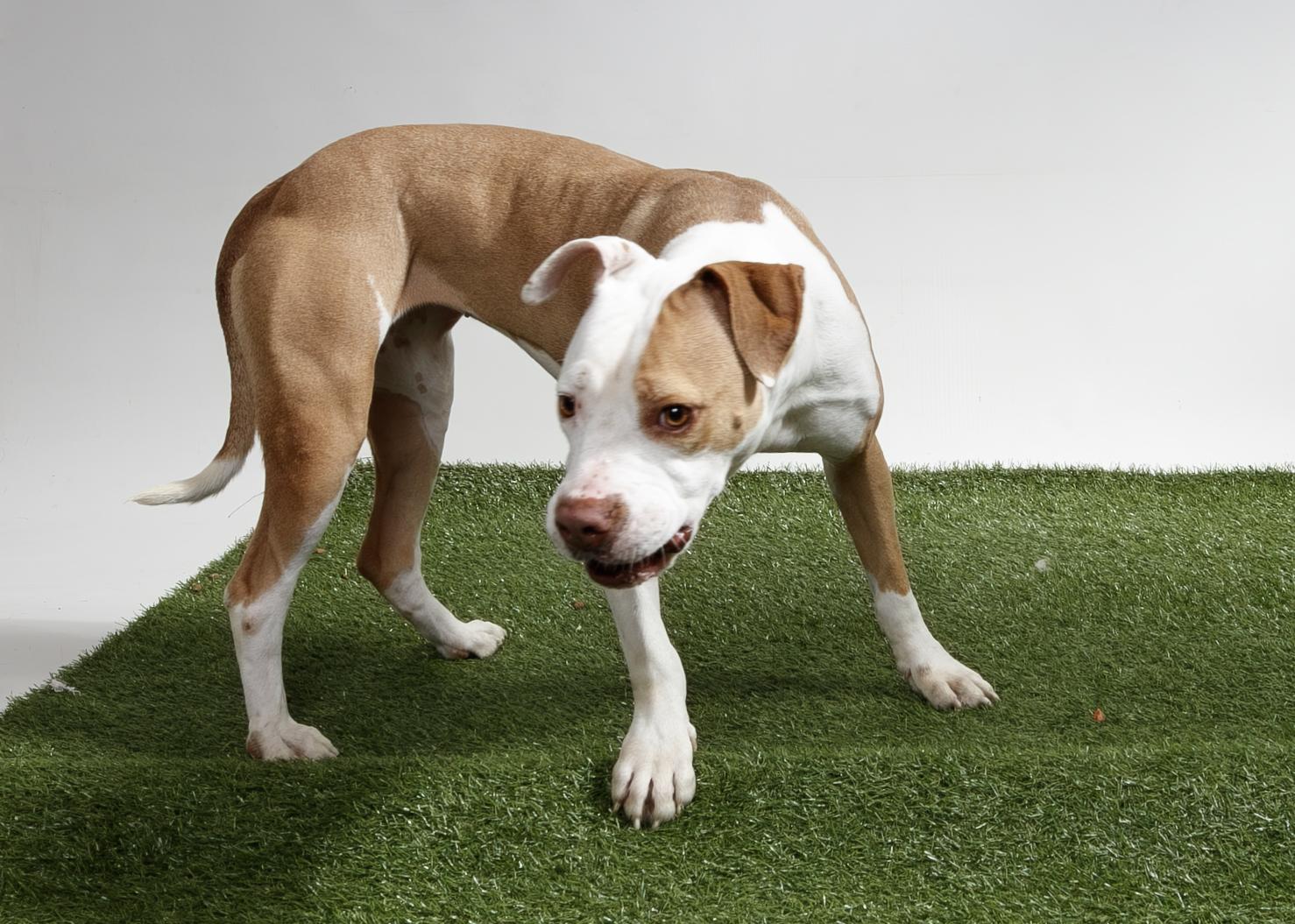 Enlarge Sundae, a Adoptable Pit Bull Terrier in Harvey , LA image 3/4