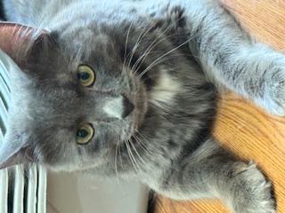 Enlarge Preston, a Adopted Domestic Long Hair in Cape May, NJ image 1/1